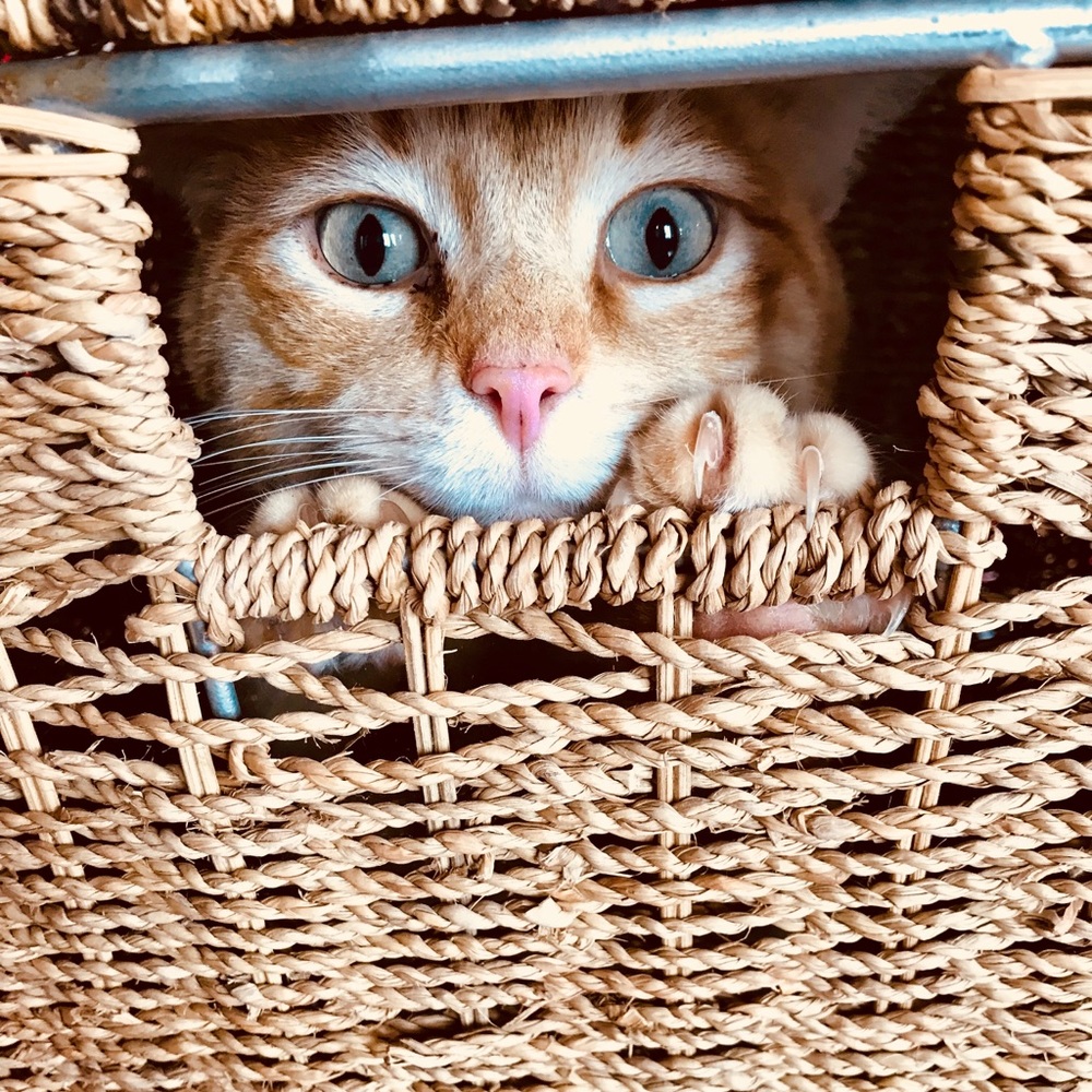 Meet your Posher, Ariel